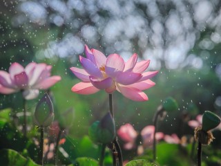 13346129_1608562356070966_7306898442904065511_o