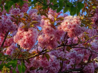 11182703_564175310390968_4756151336007983901_o