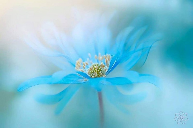 11880436_893637347394379_1777442828744385352_n_proc