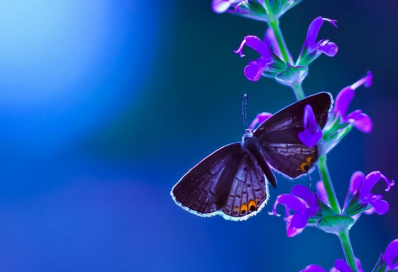 13641170_1210754675641898_4602121726143696734_o