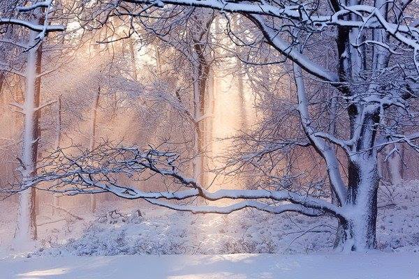 1425608_585715384817266_1844774366_n