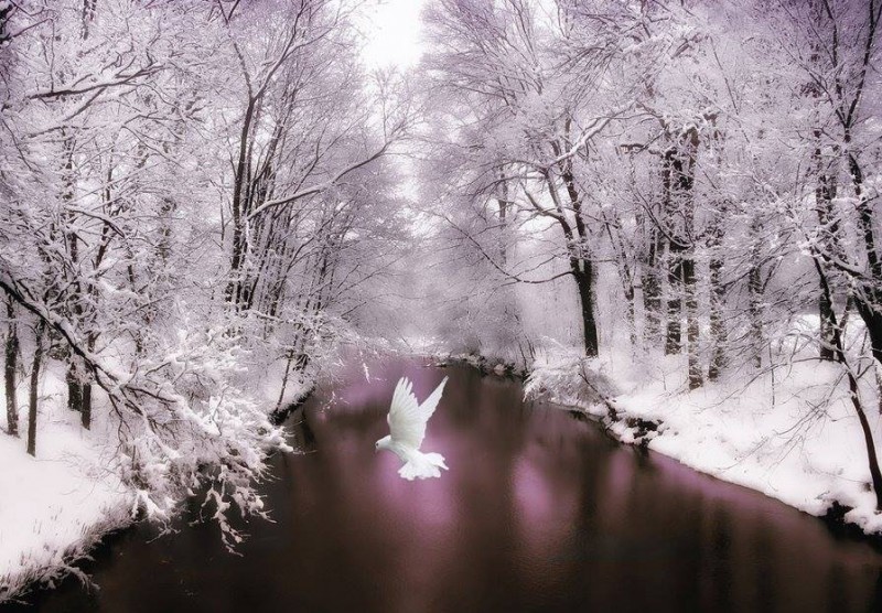 1453517_585717681483703_687409755_n