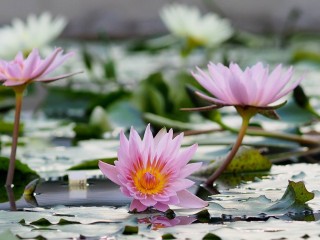 15235592_1208242699250608_123160267796535539_o