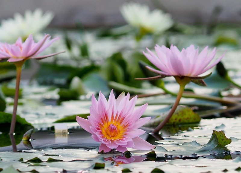 15235592_1208242699250608_123160267796535539_o