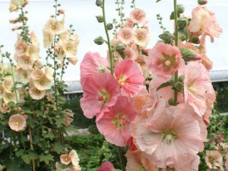 20228280_1602803583066253_3656367948001761115_n