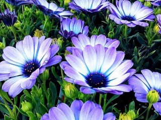 20728678_1623434317669846_5360502473660012172_o_proc