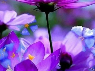 20729037_1627319860614625_5174065605228540293_o_proc