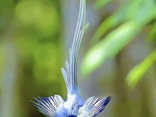 22196185_1675333889146555_7997428239352098466_n_proc