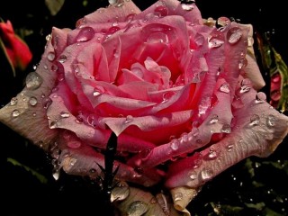 44216_359525847467546_1011055234_n