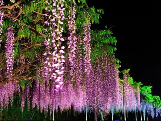 483298_389722241083249_490028599_n