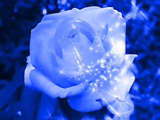FLEURS 006