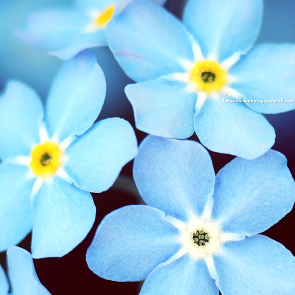 0_16843_c9c92fa7_xl-copia