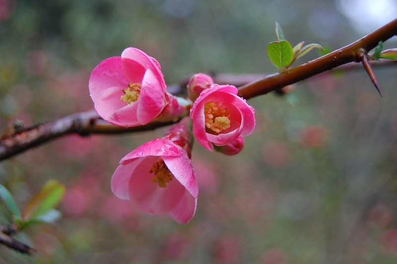 0_a7d7_1f7d4cba_xl-copia