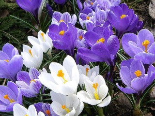 0_b749_4d3338c9_XL - copia