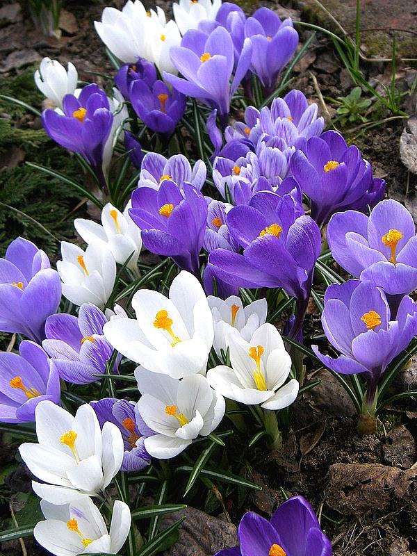 0_b749_4d3338c9_xl-copia