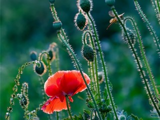 0_b7e3_25c4edec_XL - copia