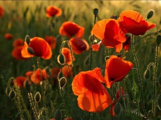 0_b7e6_bdbb38d_XL - copia