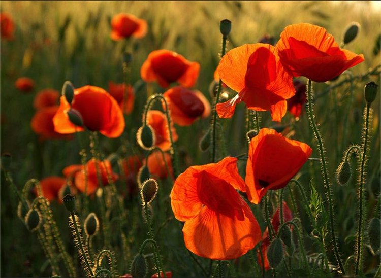 0_b7e6_bdbb38d_xl-copia