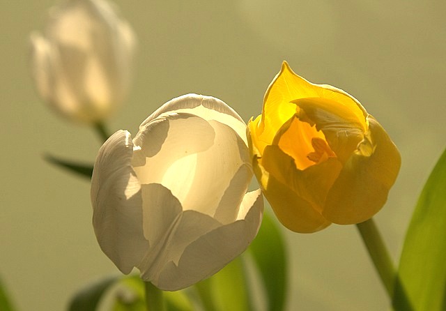 0_e7fc_8e713db8_-1-xl