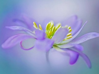 10003807_498839260222412_1280288912_o - copia