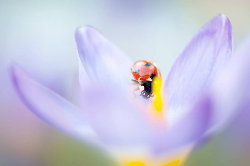 1009595_394218764017796_1416793274_o-copia