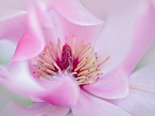 10257772_520540994718905_7381344413991369722_o - copia