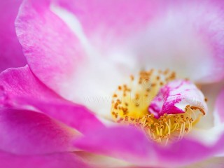 10298318_539185962854408_5827941490250021271_o - copia