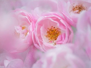 10380039_554358428003828_8065357939065407628_o - copia