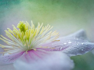 10410446_545308022242202_7433734667050743264_n - copia