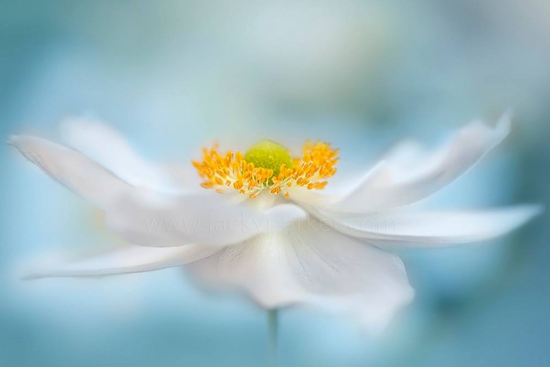 1082463_586096101496727_4275931312780191582_o-copia