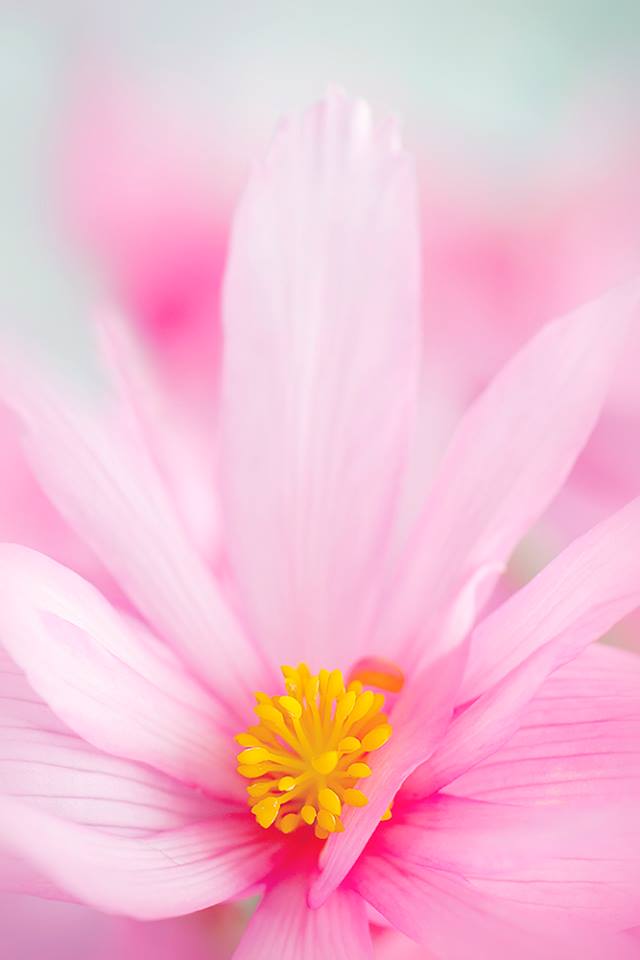 1146535_413820308724308_1491830505_n-copia