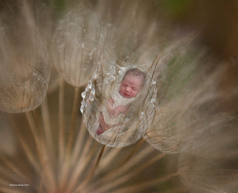 11741165_705223956250546_9047401319540214753_o