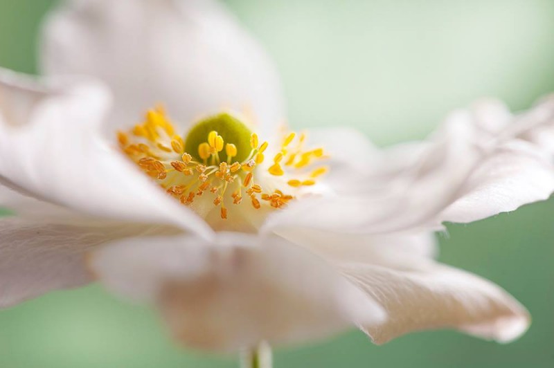 1294345_432624153510590_2098054986_o-copia