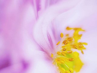 1380328_435046556601683_1460755102_n - copia