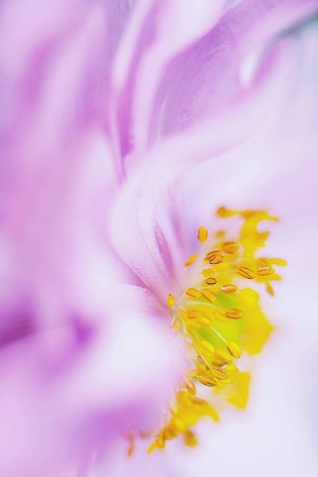 1380328_435046556601683_1460755102_n-copia