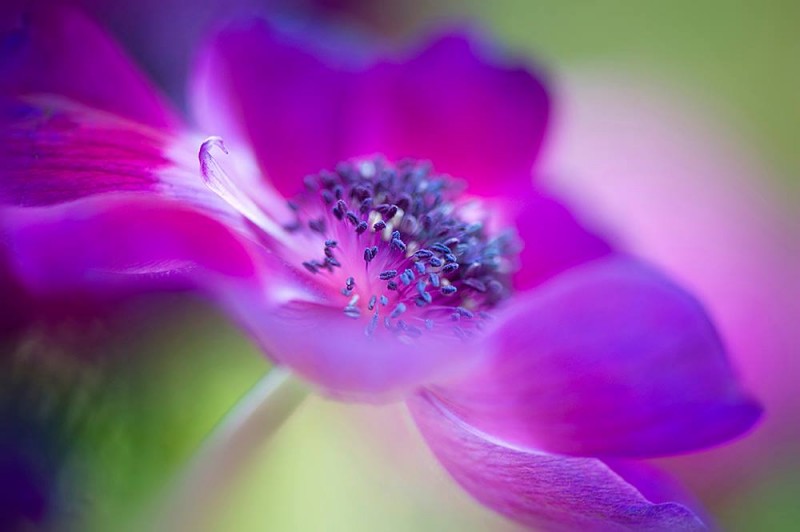 1400513_438772182895787_224178688_o-copia