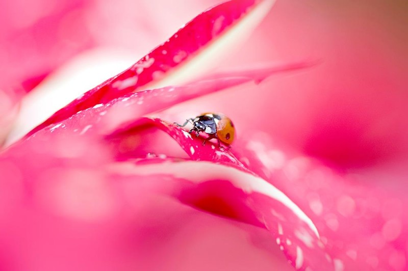 1465763_456105487829123_100051808_o-copia