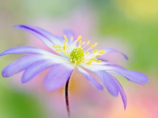 1506212_479936172112721_630006711_o - copia