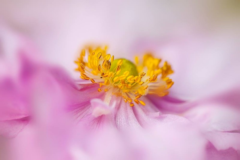 1548118_467576966681975_383319590_o-copia