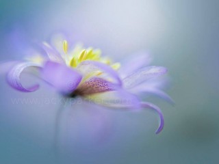 1957856_511884582251213_1134081844348392329_o - copia