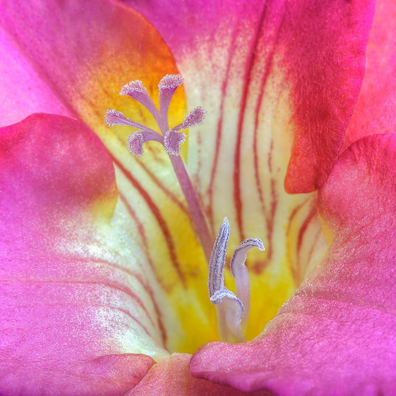 600243_401032643336408_1888554938_n-copia-copia-copia