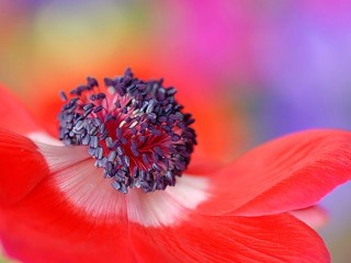 644738_350892805017059_1256128130_n - copia - copia