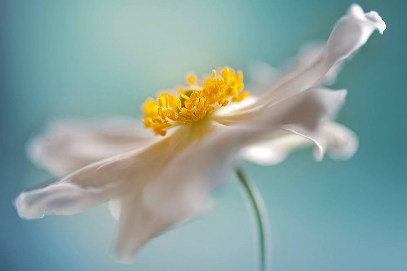 680310_431532973619708_1627117927_o-copia-copia-copia