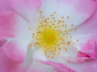 812819_338310162941990_1420536092_o - copia