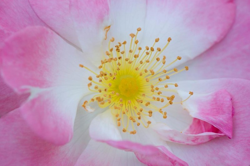 812819_338310162941990_1420536092_o-copia