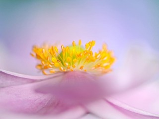 887090_458489177590754_911742750_o - copia