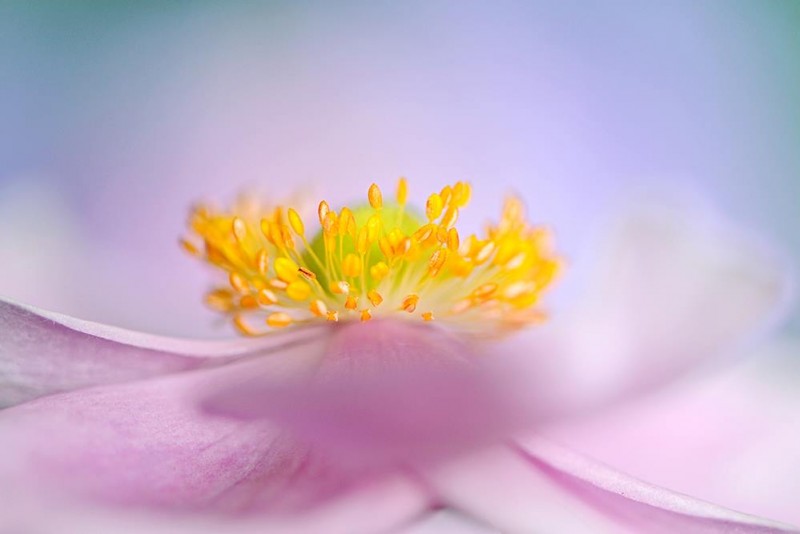 887090_458489177590754_911742750_o-copia