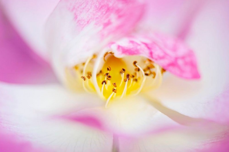 906905_462325257207146_1434142830_o-copia