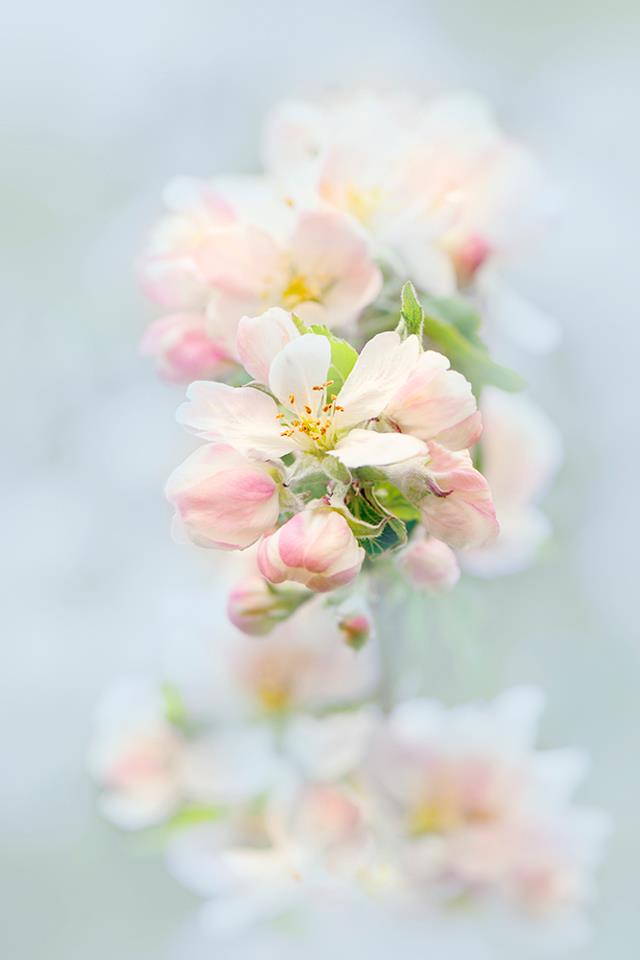 943680_377682689004737_517254237_n-copia