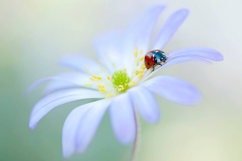 976479_435562969883375_1346688267_o-copia